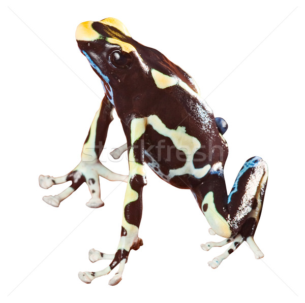 Trucizna dart żaba trujący jasne kolory Zdjęcia stock © kikkerdirk