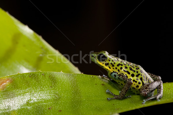 Veneno dardo sapo floresta animal tropical Foto stock © kikkerdirk