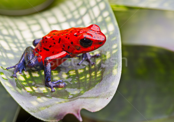 strawberry poison arrow frog Stock photo © kikkerdirk