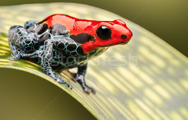 red poison arrow frog Stock photo © kikkerdirk