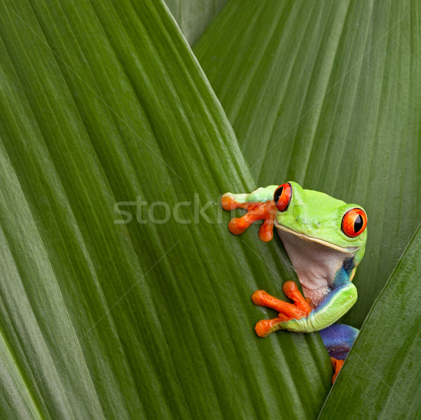 Piros levelibéka kíváncsi rejtőzködik zöld egzotikus Stock fotó © kikkerdirk
