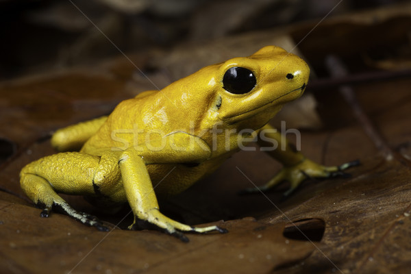 Stock photo: poison dart frog