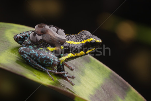 Stock photo: poison dart frog tadpoles