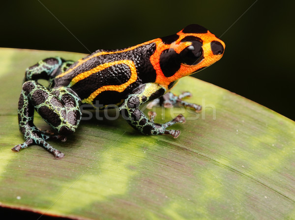 Tropischen Gift Frosch exotischen Haustier Tier Stock foto © kikkerdirk