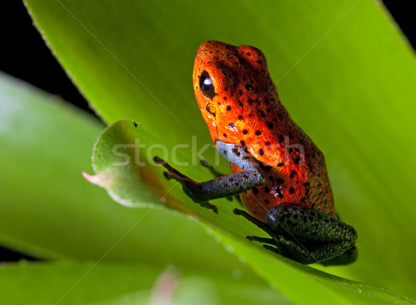 Stock photo: red poison dart frog
