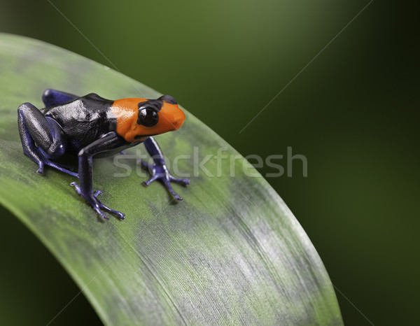 Stock photo: Poison dart frog Peru