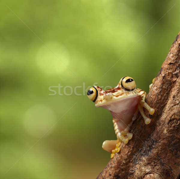 tropical tree frog Stock photo © kikkerdirk