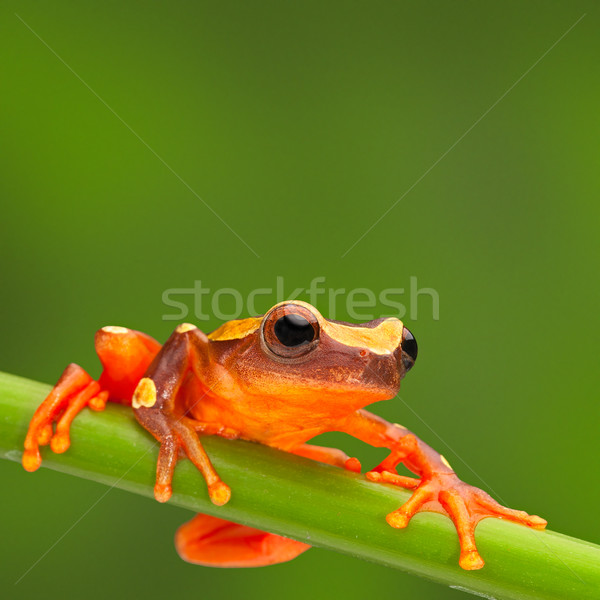 red tree frog climbing Stock photo © kikkerdirk