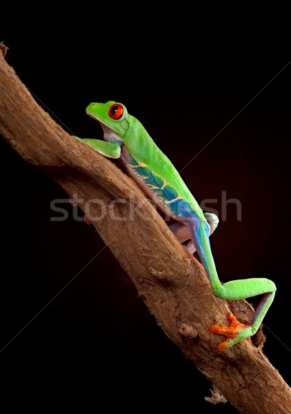 Stock photo: red eyed tree frog