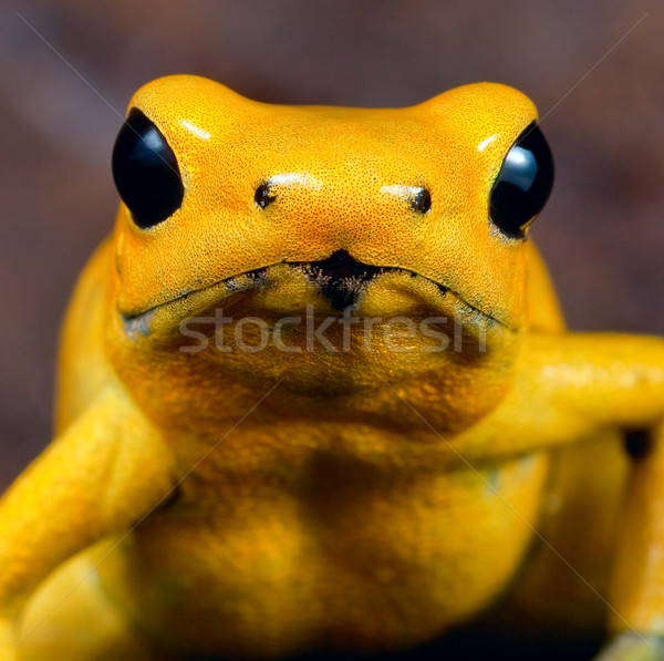 Stock photo: Poison dart frog
