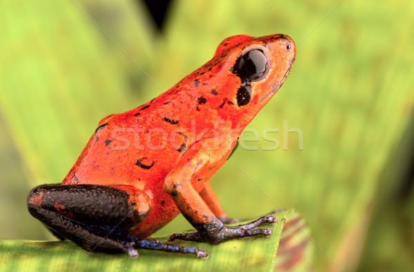 Rouge poison Dart grenouille flèche tropicales Photo stock © kikkerdirk