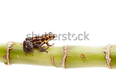 Stock photo: Poison dart frog isolated