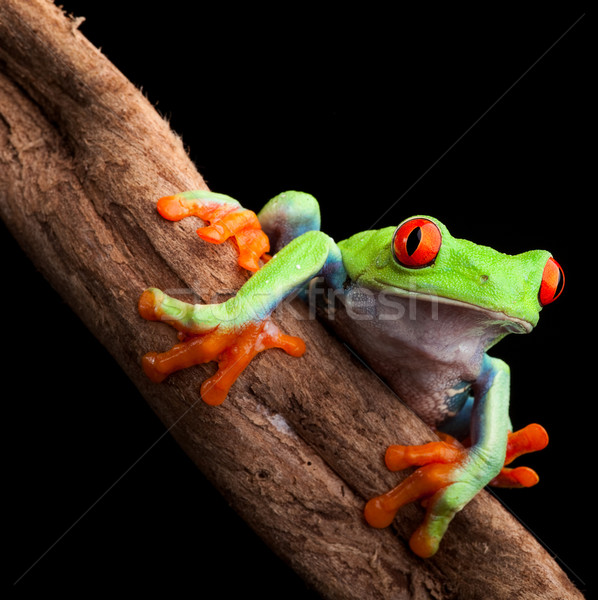 red eyed tree frog Stock photo © kikkerdirk