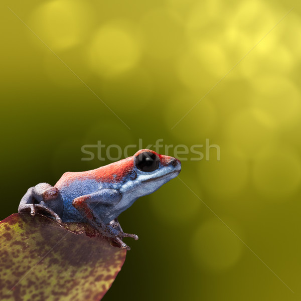 Foto stock: Morango · veneno · dardo · sapo · pequeno · ilha