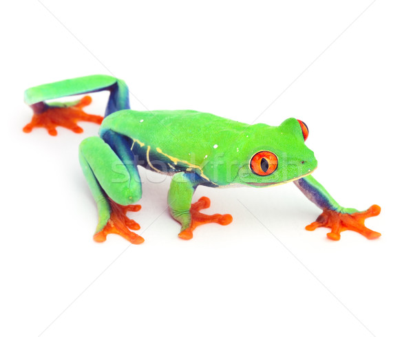 Stock photo: red eye treefrog