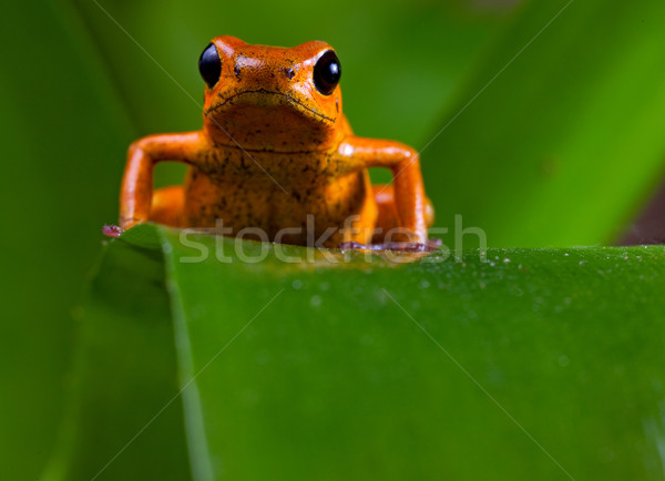 Rouge poison Dart grenouille tropicales forêt tropicale Photo stock © kikkerdirk
