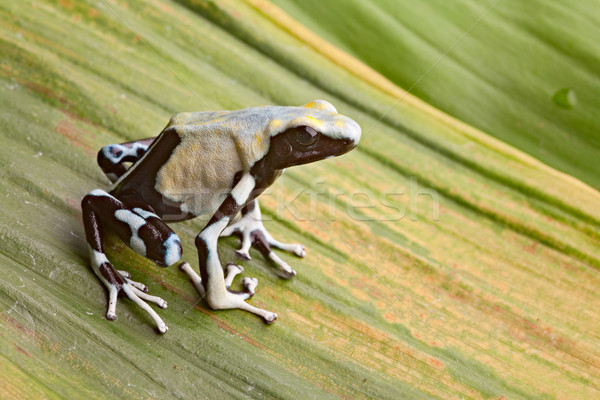 Veleno Dart rana tropicali amazon foresta pluviale Foto d'archivio © kikkerdirk