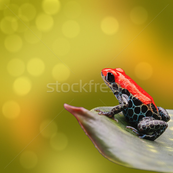 Tropikalnych trucizna dart żaba czerwony amazon Zdjęcia stock © kikkerdirk