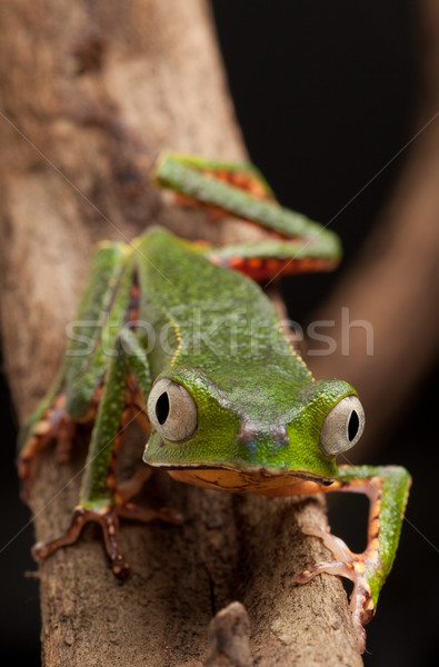 Kurbağa büyük gözleri şube tropikal ağaç Amazon Stok fotoğraf © kikkerdirk