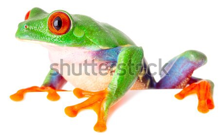 red eyed tree frog  treefrog treefrog Stock photo © kikkerdirk