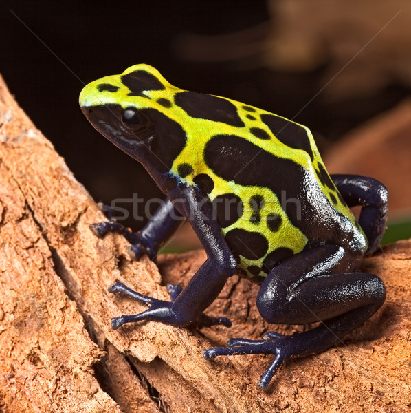 Zehir pens kurbağa parlak canlı renkler Stok fotoğraf © kikkerdirk