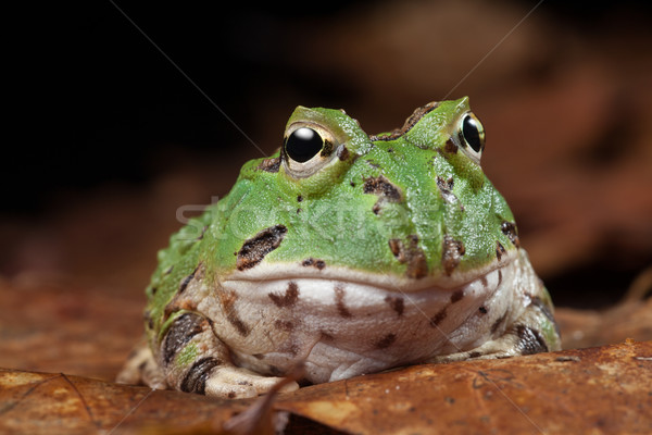pacman frog Stock photo © kikkerdirk