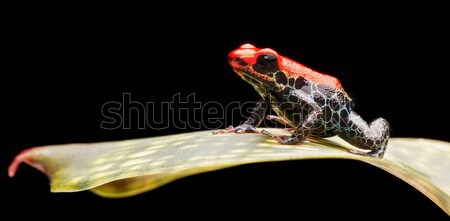 reticulated poison dart frog Stock photo © kikkerdirk