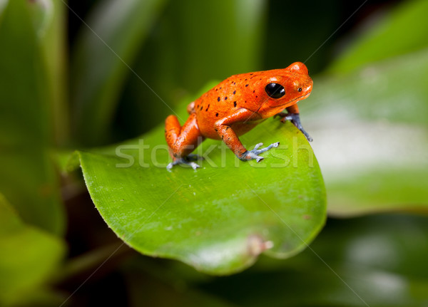 Kırmızı zehir pens kurbağa mavi bacaklar Stok fotoğraf © kikkerdirk