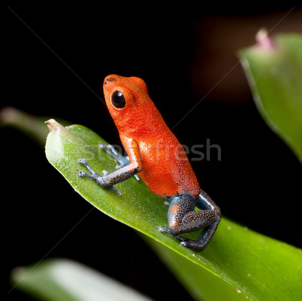 Rosso veleno Dart rana blu gambe Foto d'archivio © kikkerdirk