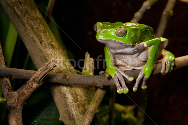 żaba oddziału tropikalnych dżungli zielone Zdjęcia stock © kikkerdirk