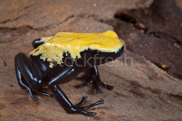 yellow and black poison dart frog Stock photo © kikkerdirk