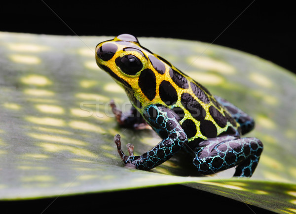 pet poison arrow frog Stock photo © kikkerdirk