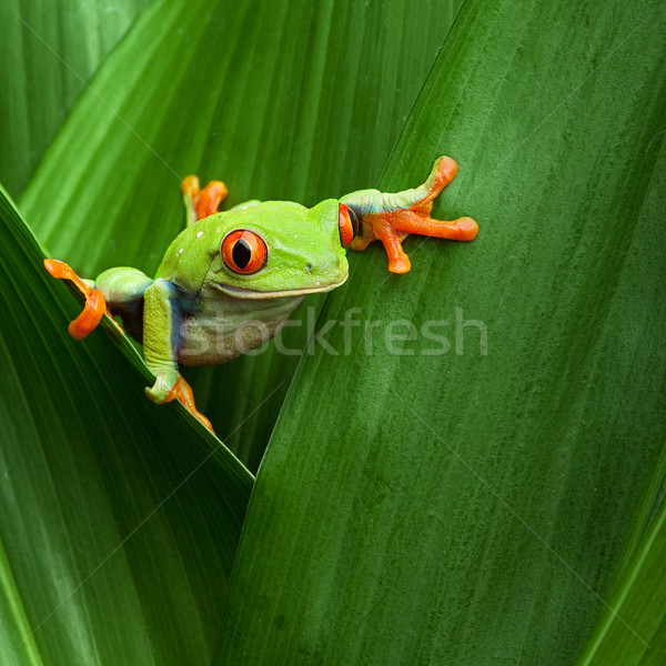 Piros levelibéka kúszás dzsungel keret Panama Stock fotó © kikkerdirk
