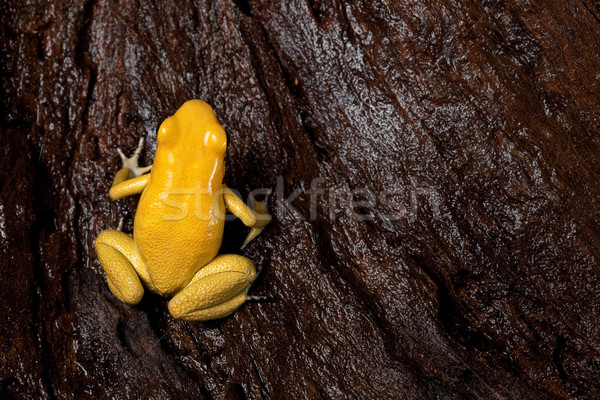 Zehir kurbağa zehirli hayvan uyarı renkler Stok fotoğraf © kikkerdirk