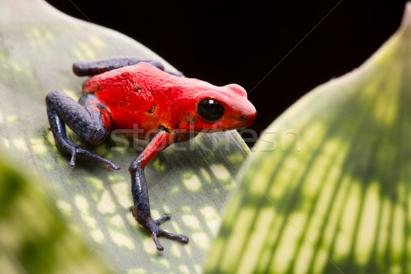 strawberry poison arrow frog Stock photo © kikkerdirk