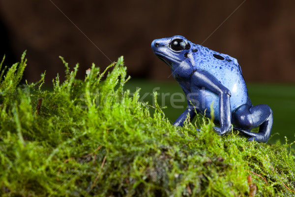 Bleu poison Dart grenouille Amazon forêt tropicale Photo stock © kikkerdirk