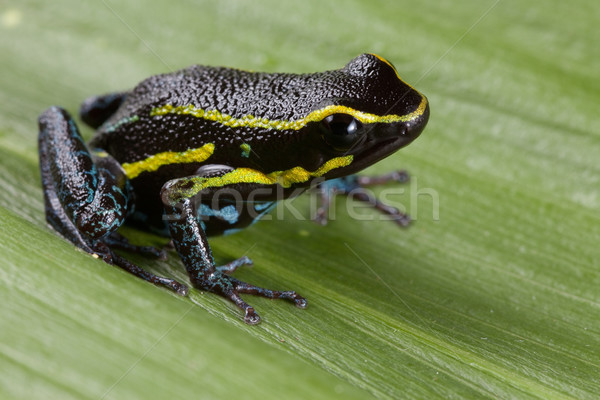 Foto stock: Tóxico · dardo · rana · amarillo · líneas · azul