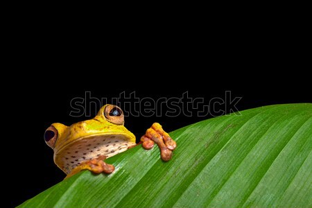 Stock photo: green tree frog on leaf in rainforest amazon