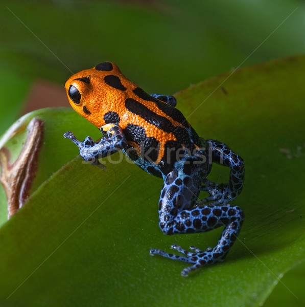 Stock photo: red striped poison dart frog blue legs