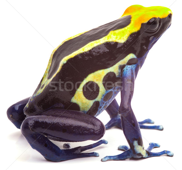 Stock photo: Poison dart frog