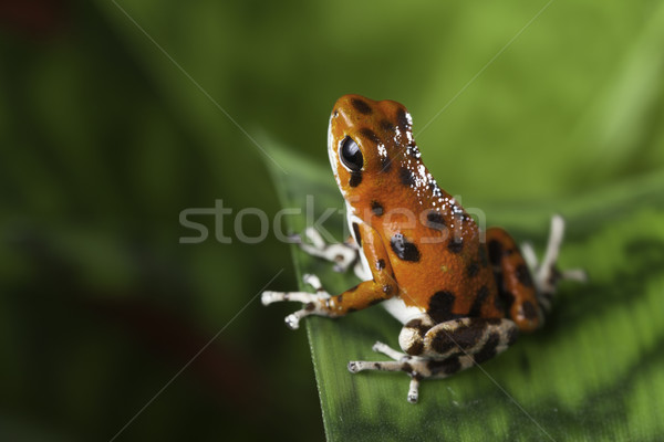 poison dart frog Stock photo © kikkerdirk