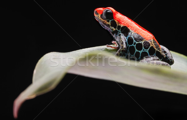 Stockfoto: Rood · kikker · tropische · amazon · regenwoud · Peru