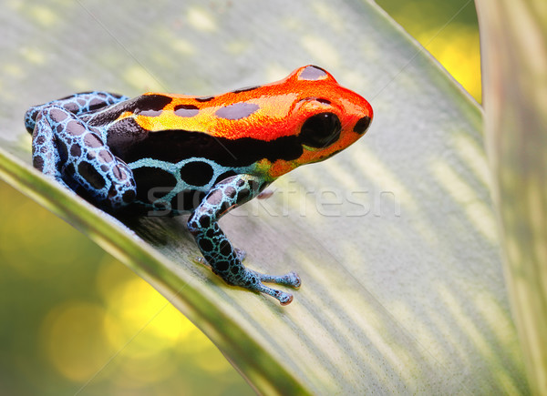 Tropikalnych trucizna arrow żaba jasne czerwony Zdjęcia stock © kikkerdirk