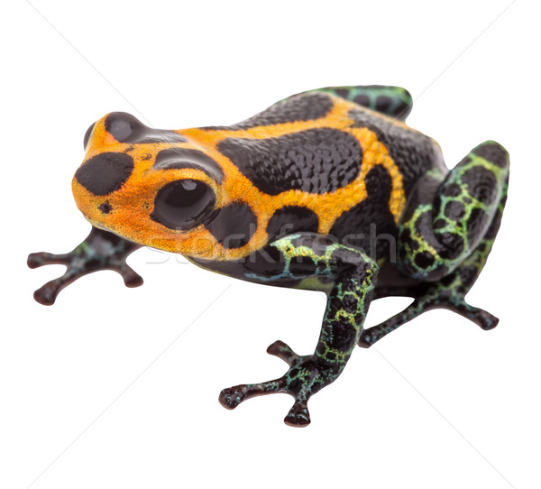 Isolated poison dart frog Stock photo © kikkerdirk