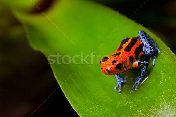 Stockfoto: Rood · gif · kikker · vergadering · groen · blad · amazon