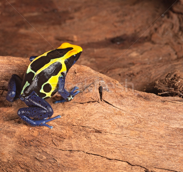 poison dart frog Stock photo © kikkerdirk