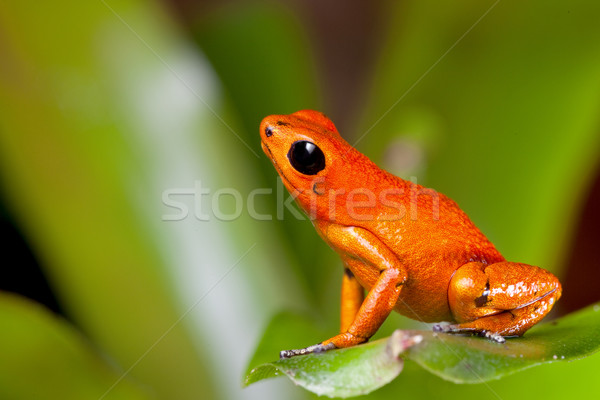 orange poison dart frog Stock photo © kikkerdirk