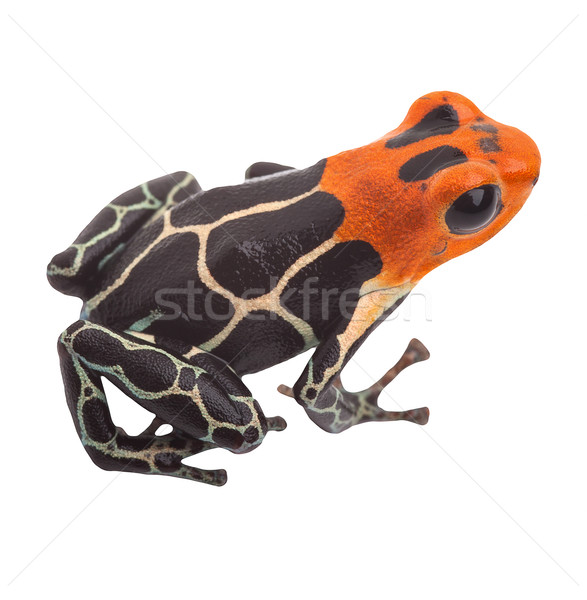 Stock photo: poison arrow frog isolated