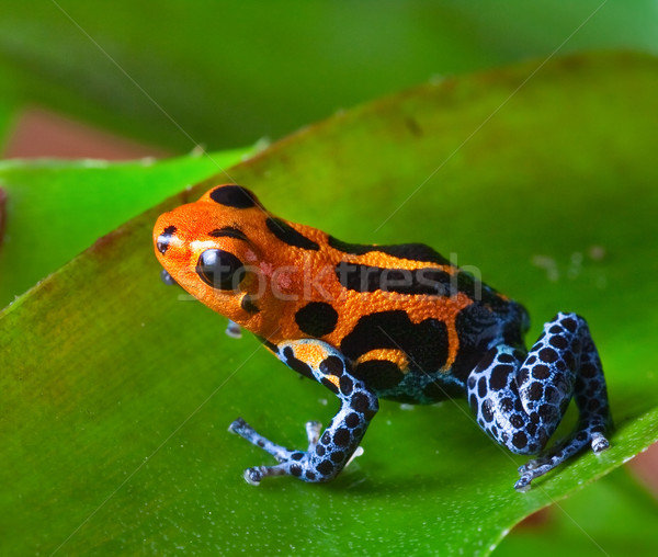 Rojo tóxico dardo rana sesión hoja verde Foto stock © kikkerdirk