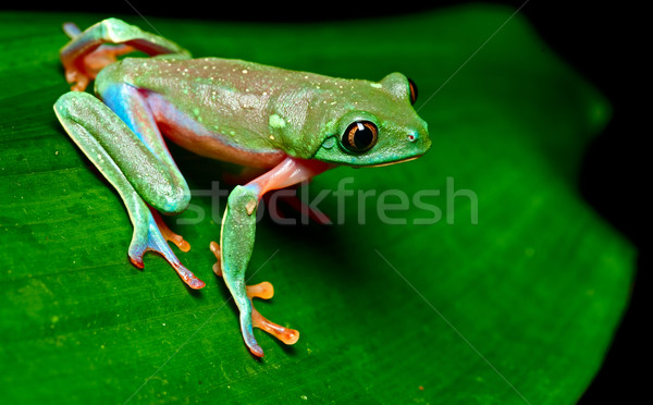 tropical tree frog Stock photo © kikkerdirk